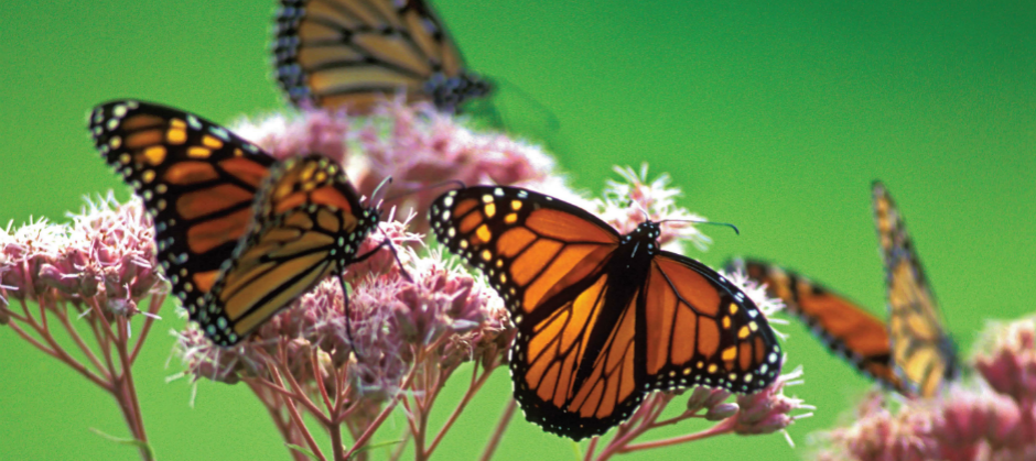 Monarch butterflies