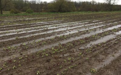 Weather Plays A Significant Part When It Comes To Growing Food