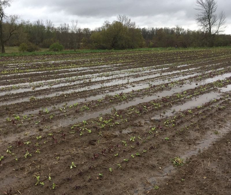 Weather Plays A Significant Part When It Comes To Growing Food